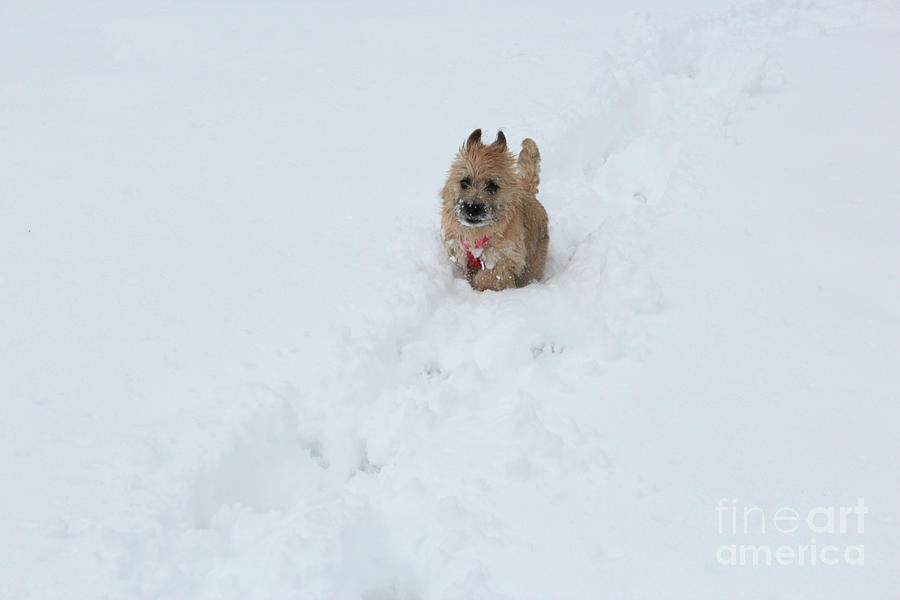 Lucy in the Snow Photograph by Lynn Sprowl