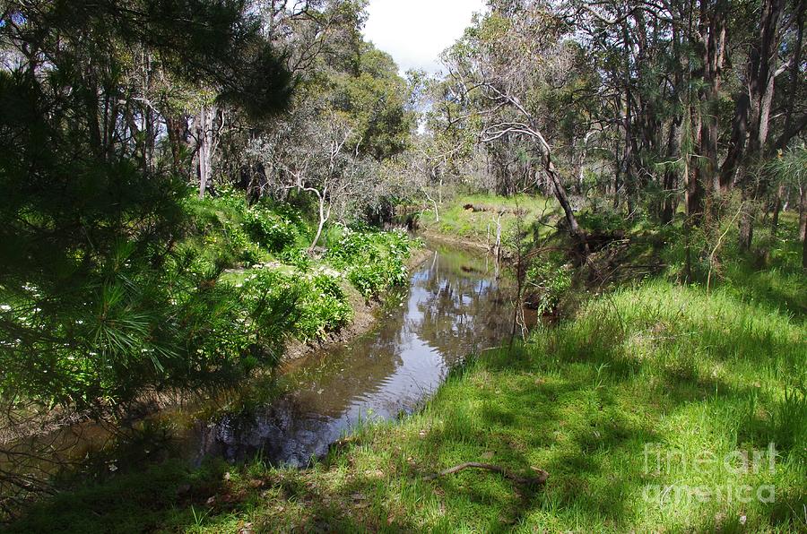 Ludlow Tuart Forest Creek, Western Australia Photograph by Lesley ...