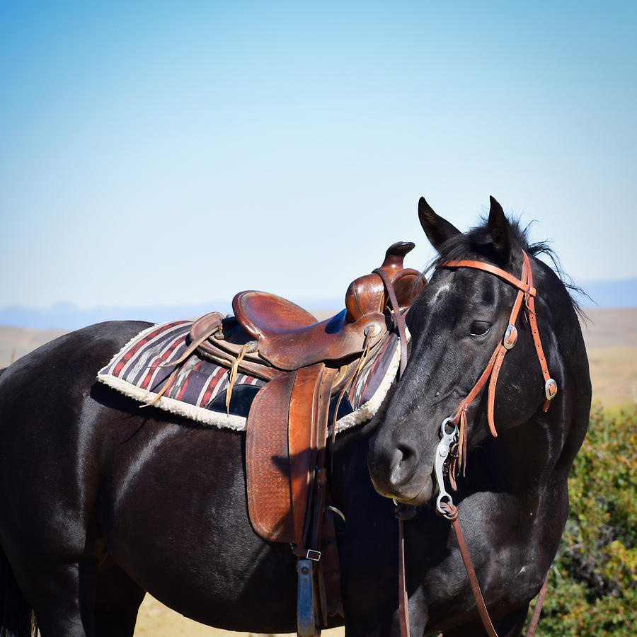 Horse Photograph - Luke by Cindy Keen Horse Photograph - Luke by Cindy Keen