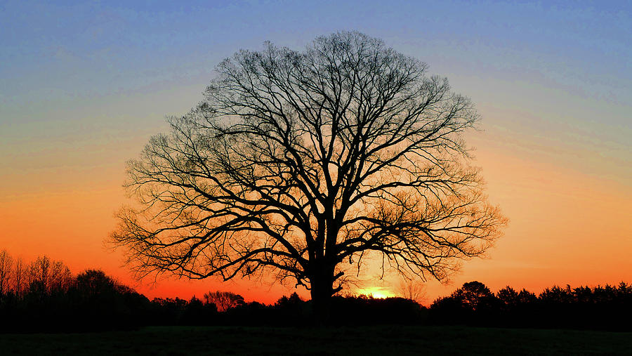 Lukes Oak at Sunrise Photograph by Brian Hare