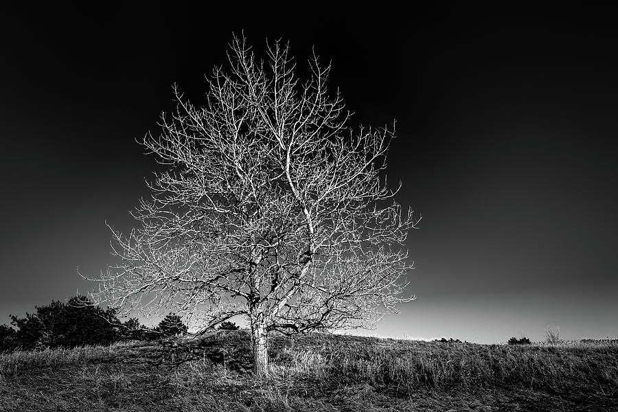 Lultimo albero  Photograph by John Angelo Lattanzio