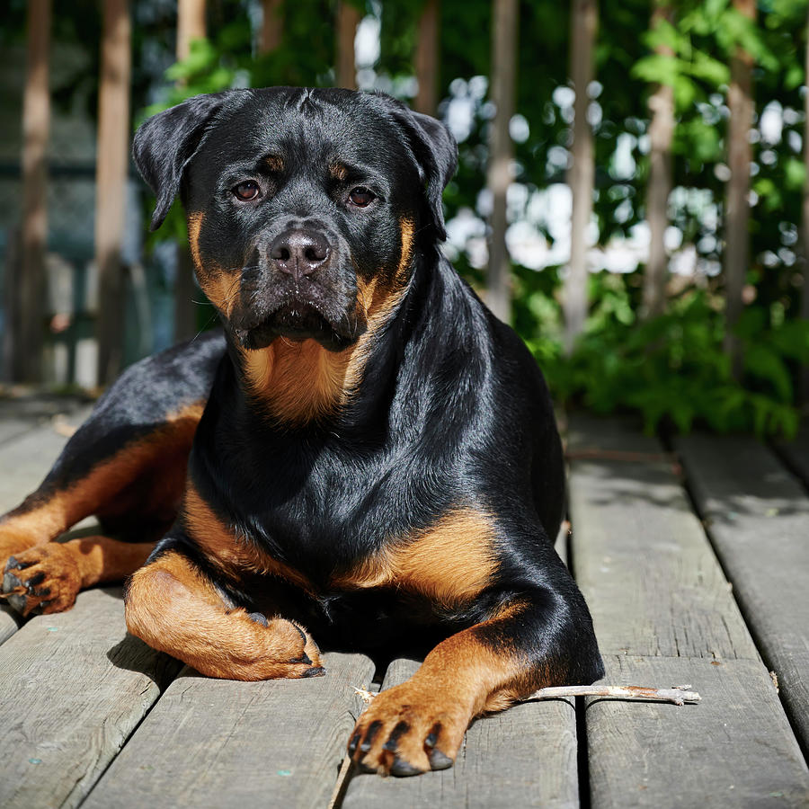 LuLuBelle - Pretty Girl Photograph by Steve Cossey - Fine Art America