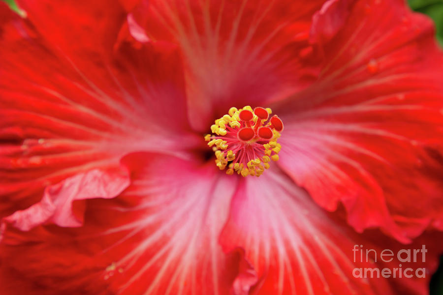 Luminescence Red Tropical Hibiscus Photograph