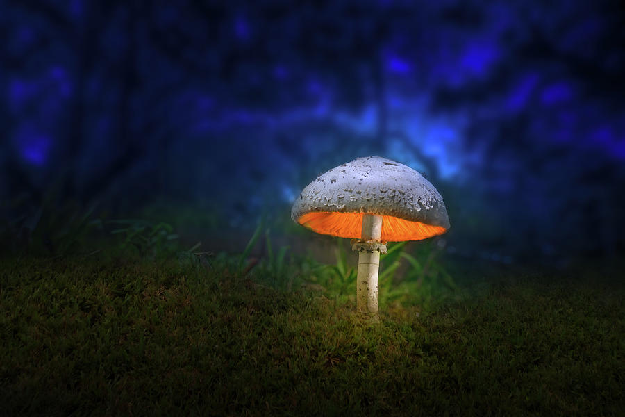 Luminescent Mushroom Photograph by Mark Andrew Thomas