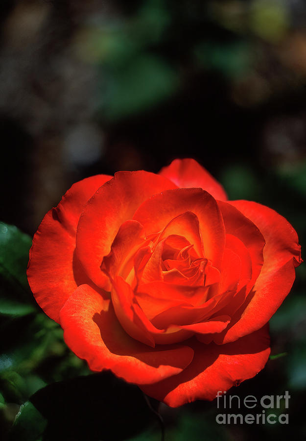 Luminiscent Rose Photograph by William Kuta