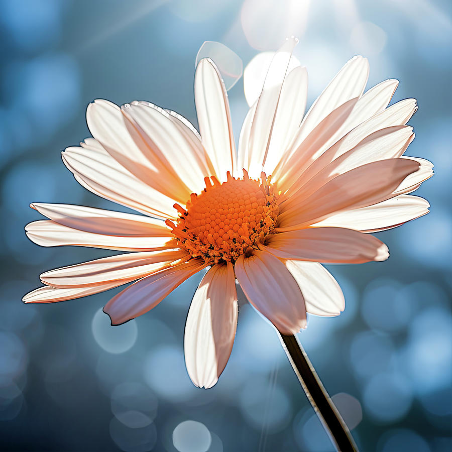 Luminous Daisy Blossom Digital Art by Mark Tisdale
