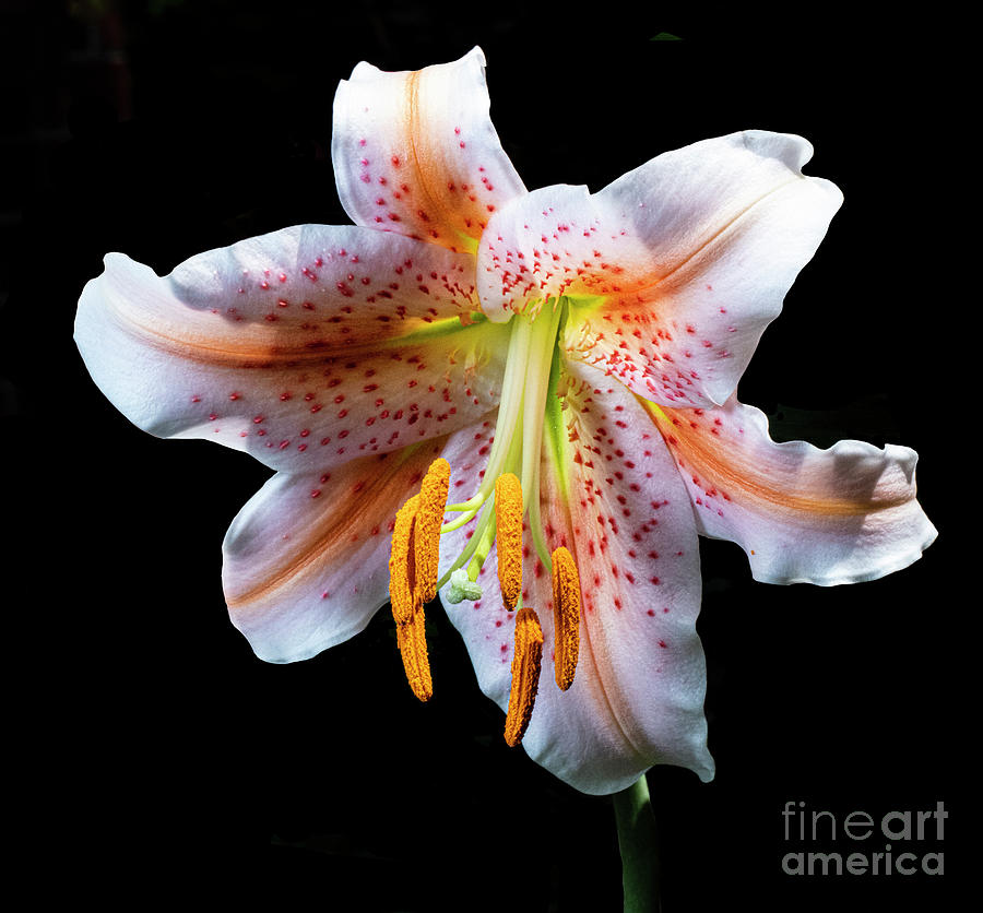 Lily Photograph - Luminous  by Doug Norkum