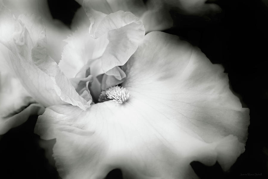 Luminous Iris Flower in Black and White Photograph by Jennie Marie Schell