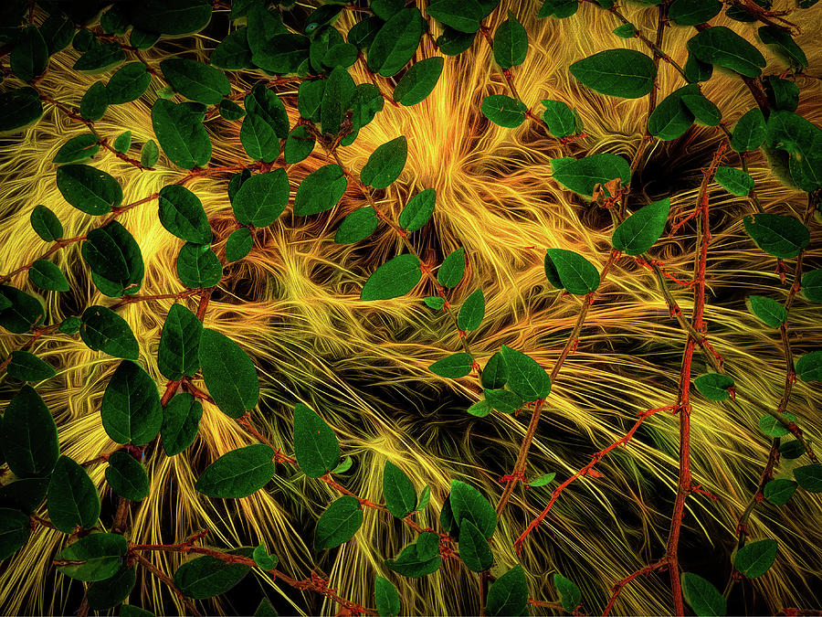 Luminous Leaves Photograph by Harry Spitz