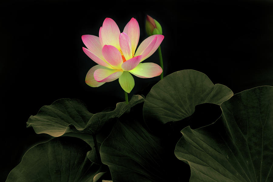 Luminous Lotus Photograph by Jessica Jenney
