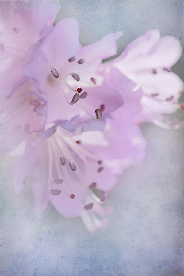 Luminous Pink Azalea Flowers Photograph by Jennie Marie Schell
