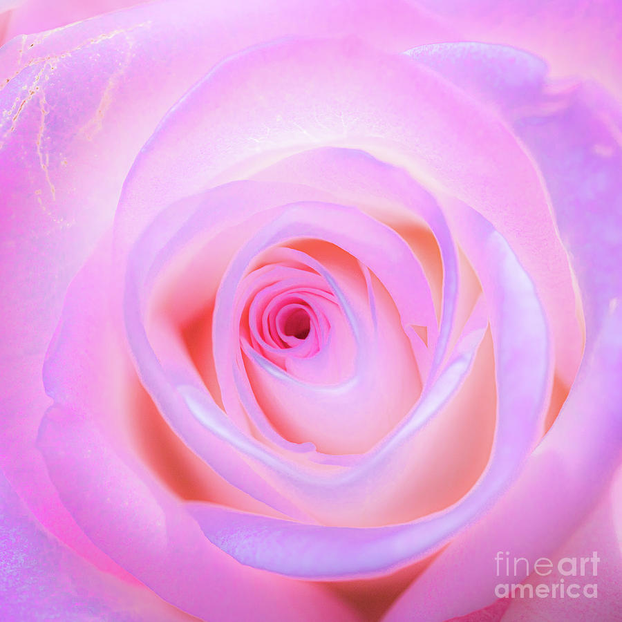 Luminous rose in pink Photograph by Casper Cammeraat