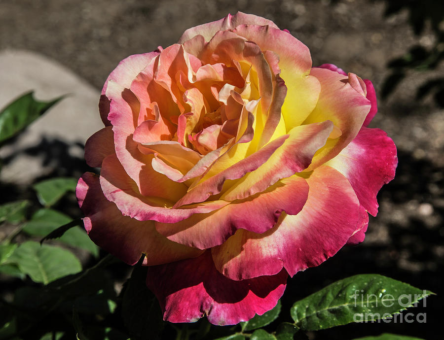 Luminous Rose Photograph by Kathy McClure