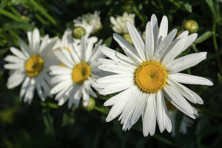 Luminous Summertime Trio - Daisies Dewdrops And Sunshine Photograph