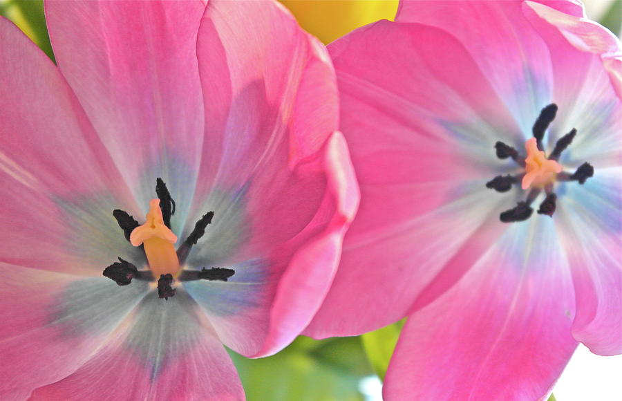 Luminous Tulips Photograph by Michele Myers