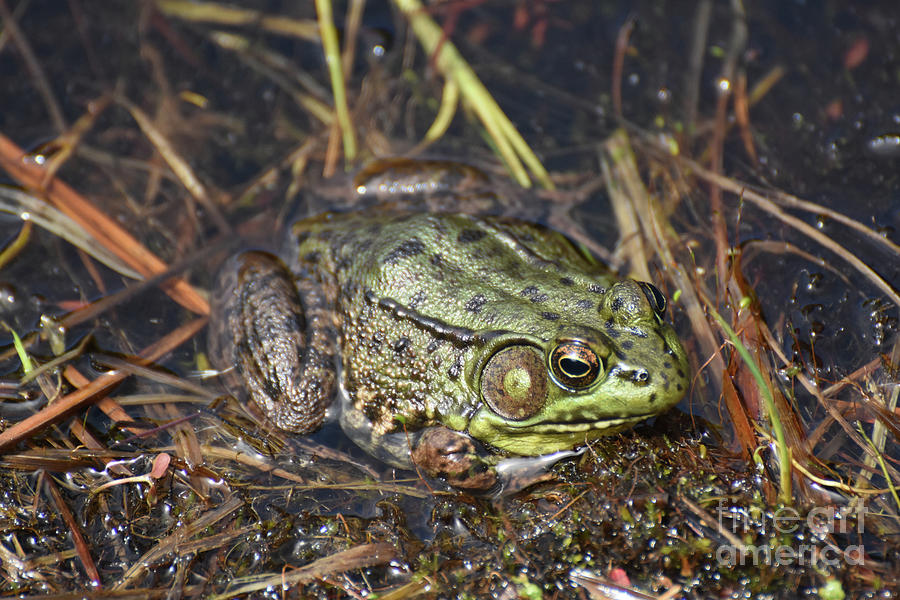 Lumpy Skin on the Back Legs of a Frog Photograph by DejaVu Designs ...