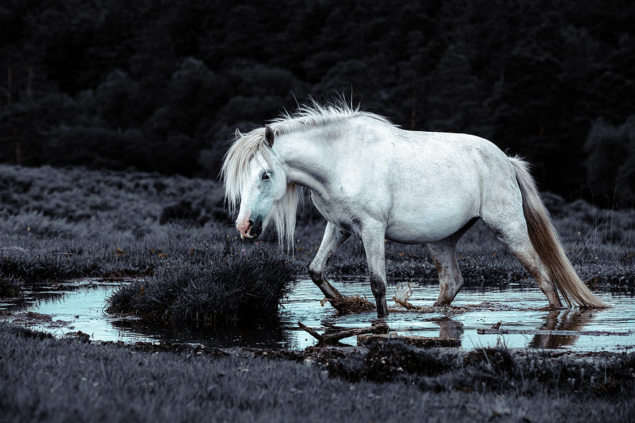 Luna - Horse Art Photograph by Lisa Saint