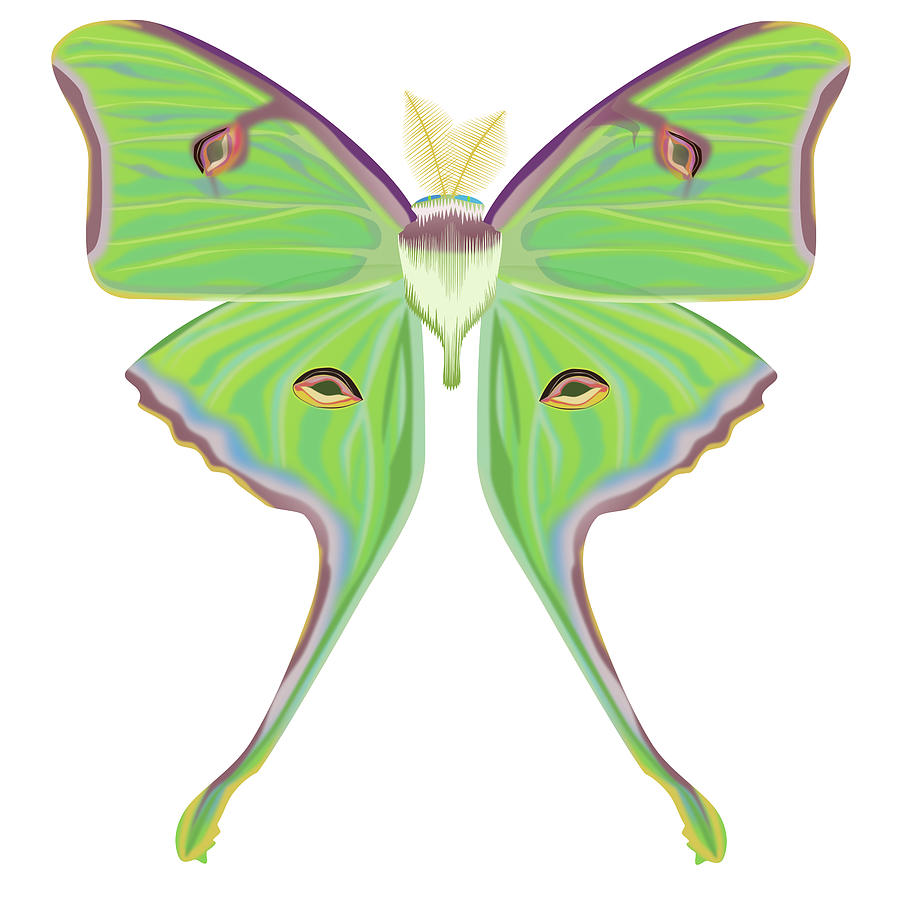 Luna Moth, Actias luna by Kevin Songer Mixed Media by Kevin Songer ...