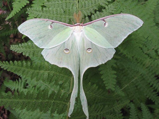 Luna Moth Photograph by Dave Wise - Fine Art America