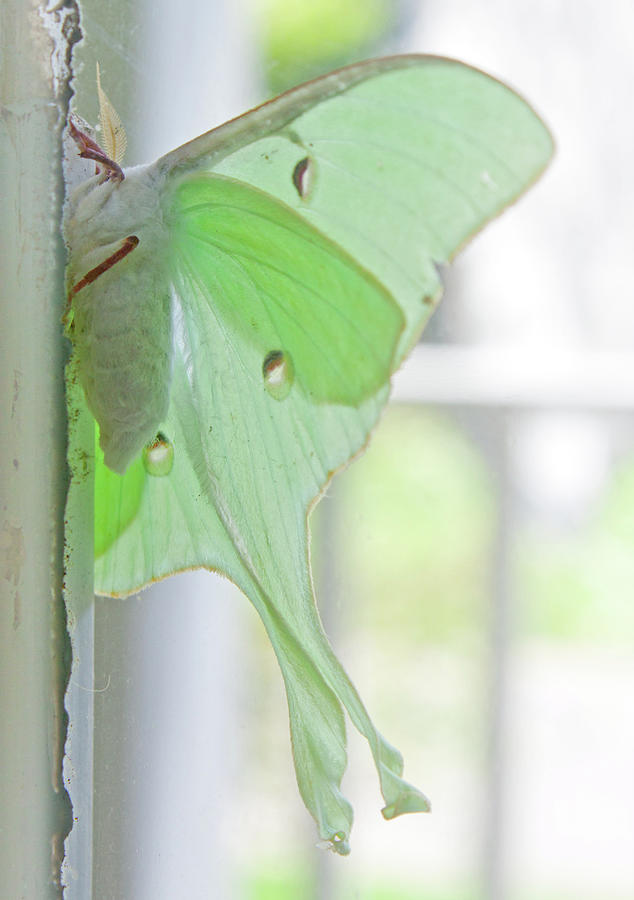 Butterfly Photograph - Luna Moth by Jean Haynes