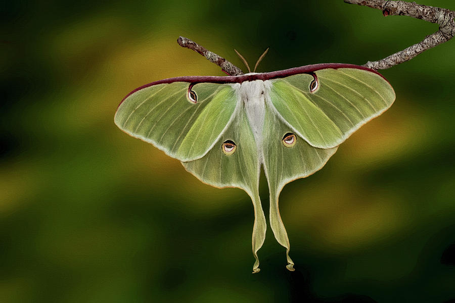 Luna Moth Digital Art by Jerry Dalrymple Luna Moth Digital Art by Jerry Dalrymple