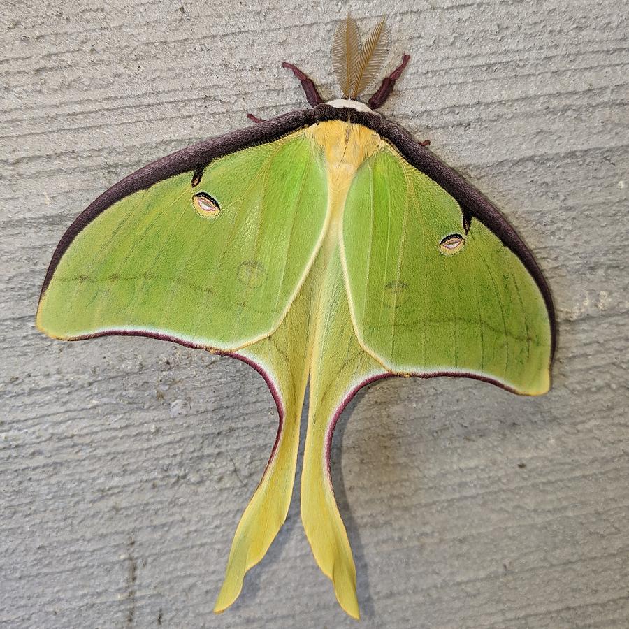 Luna Moth Photograph by Leilani Zeumer-Spataro - Fine Art America