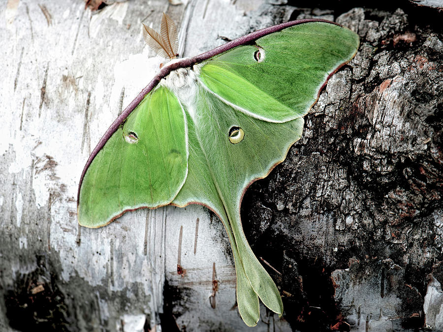 Luna Moth Photograph by Matthew Lerman - Fine Art America