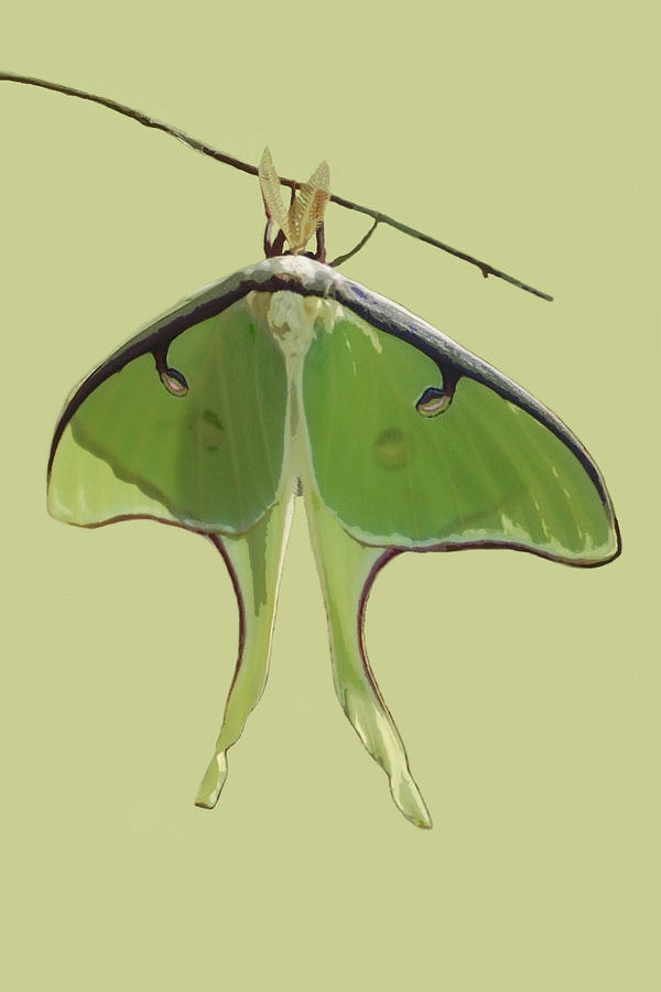 Luna Moth on Green Mixed Media by Judy Cuddehe