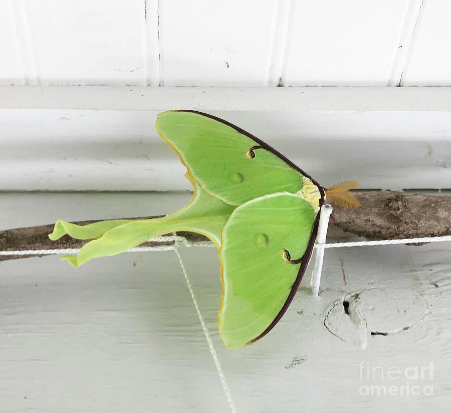 Luna Moth on Porch Pea Trellis. Early June. The Victory Garden Collection. Photograph by Amy E Fraser