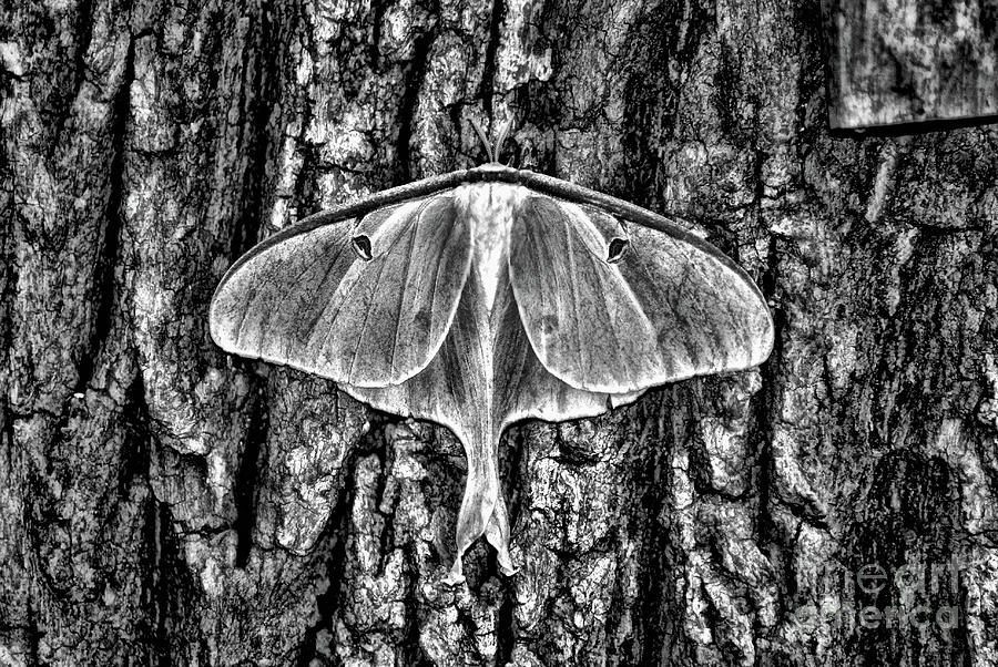 Luna Moth on Tree in black and white Photograph by Paul Ward