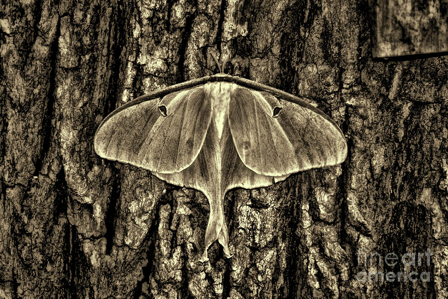 Luna Moth on Tree in sepia Photograph by Paul Ward