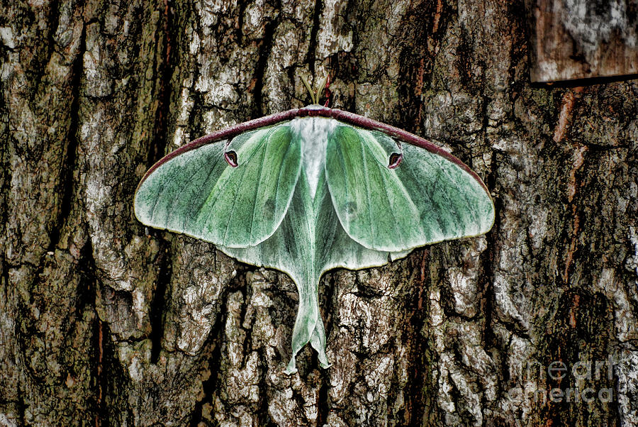 Luna Moth on Tree  Photograph by Paul Ward