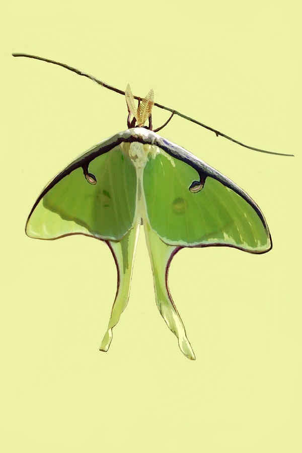 Luna Moth on Yellow Mixed Media by Judy Cuddehe