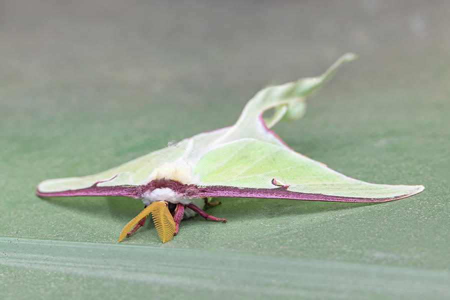Luna Moth Photograph