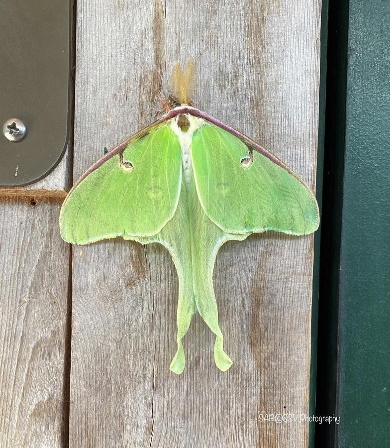 Luna Moth Photograph by Susan Beauregard - Fine Art America