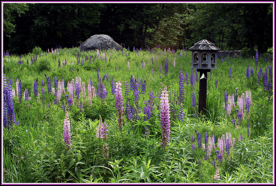 Luna on Birdhouse in Lupines Photograph by Wayne King