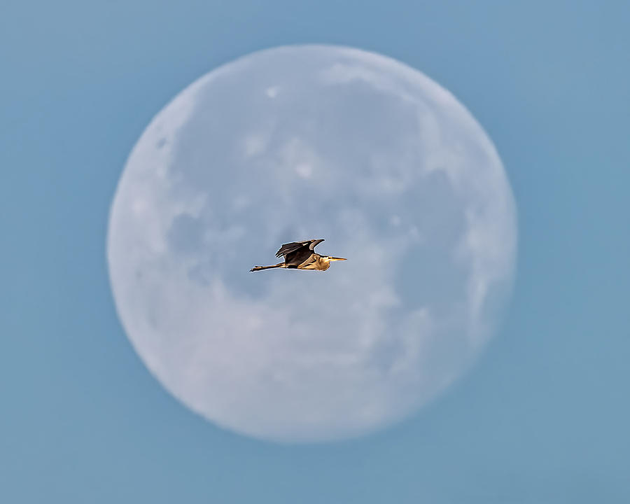 Lunar Fly-By Photograph by David Eppley