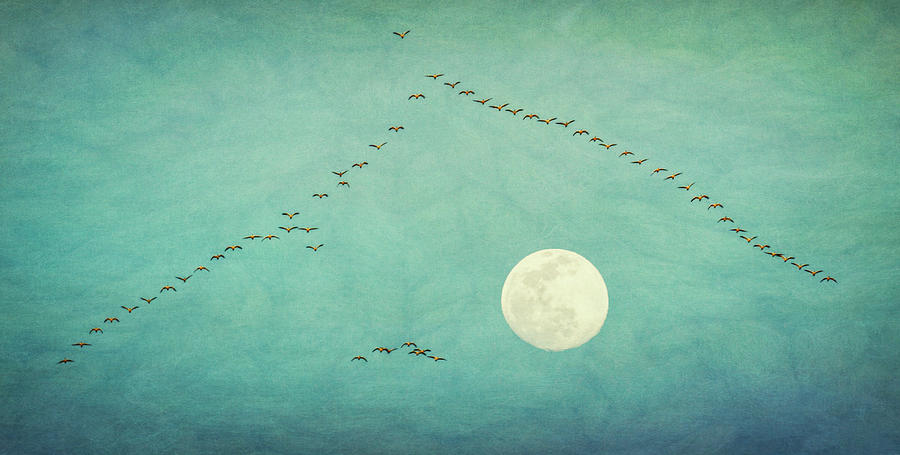 Lunar Migration Photograph by Jason Fink