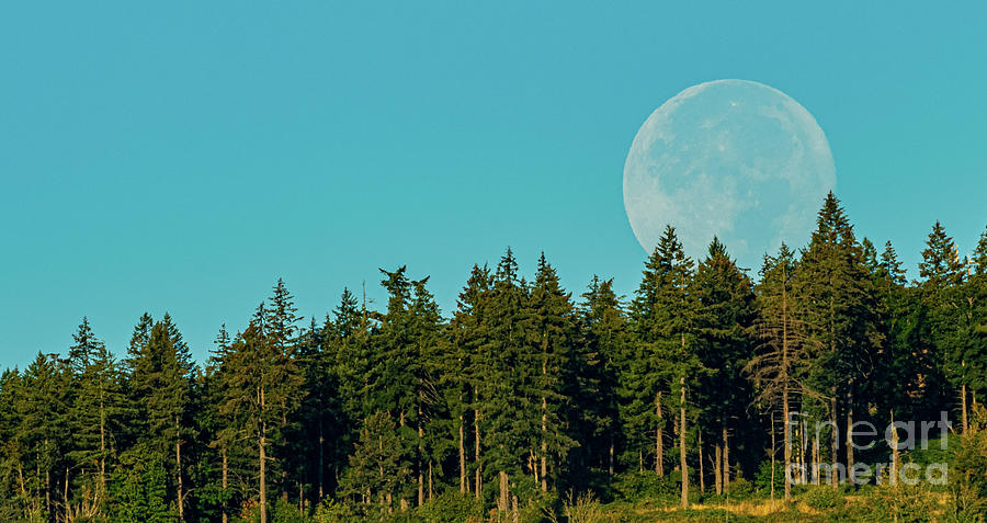 Tree Photograph - Lunar Over Petersons Butte by Nick Boren