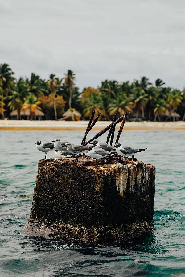 Lunch Break Photograph by Kate Cote - Fine Art America