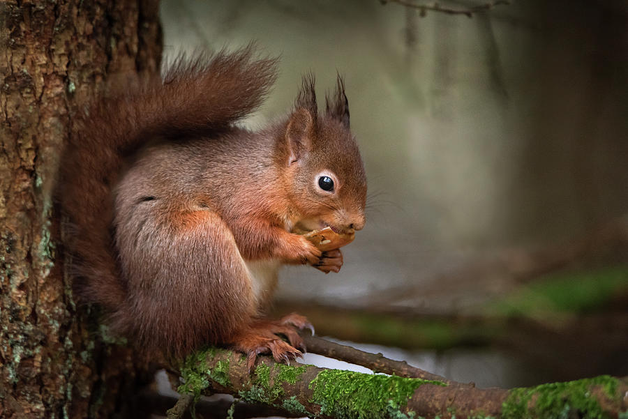 Lunch Break Photograph by Matt Carpenter - Fine Art America