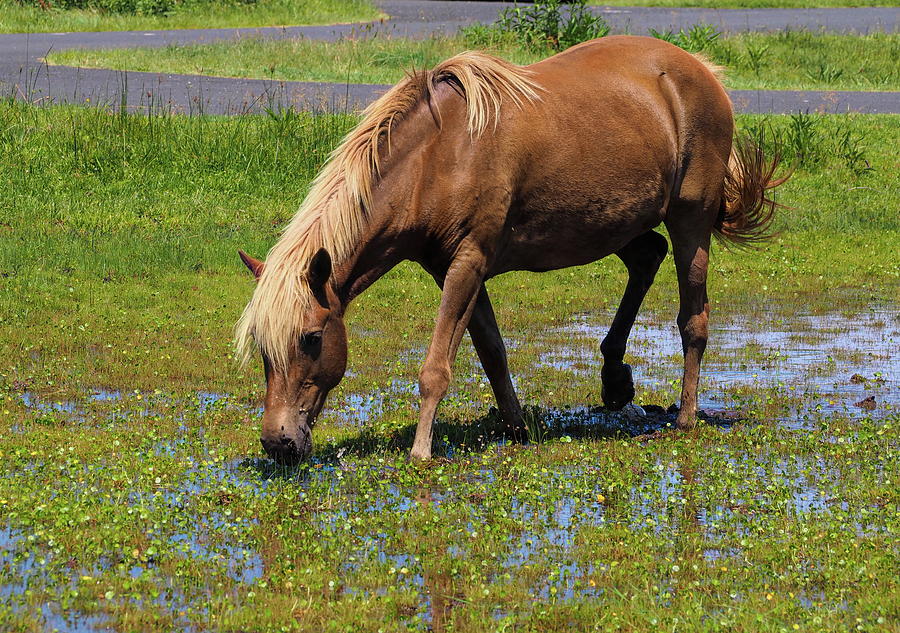 Lunch in a Puddle for Assateague Pony Photograph by Bill Swartwout