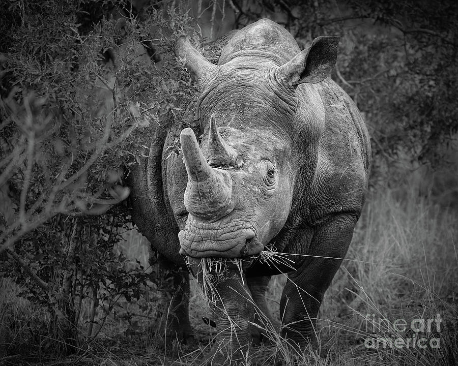 Rhinocerus Photograph - Lunch by Jamie Pham