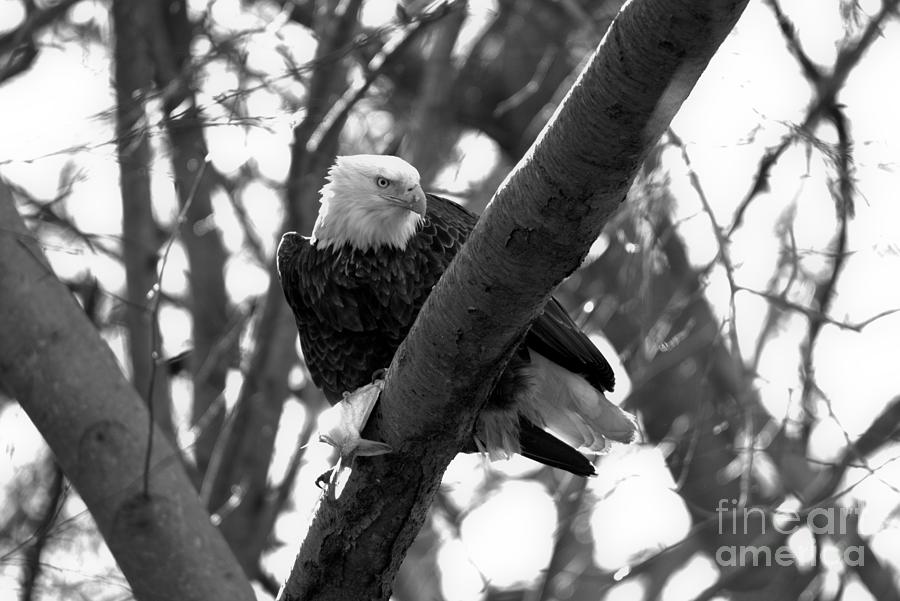 Lunch On A Branch Black And White Photograph by Adam Jewell