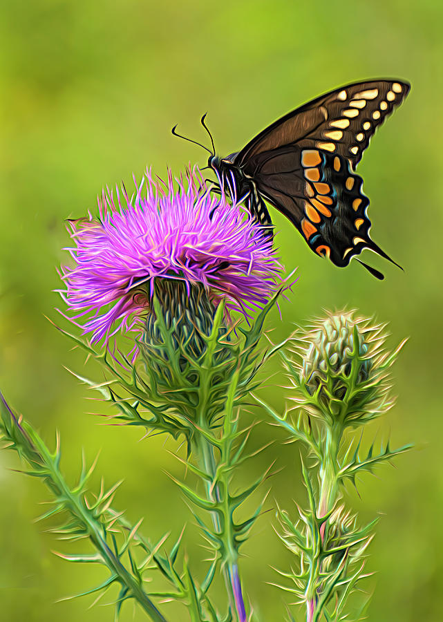 Lunch On A Thistle Photograph by Ginger Stein