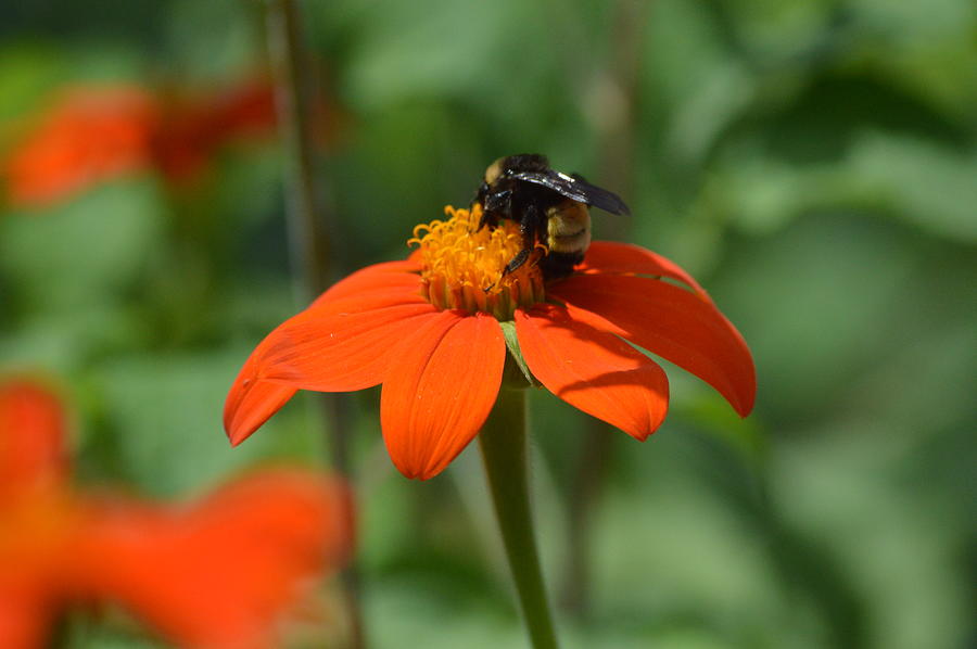 Lunch Time Photograph by Daumaris Bush - Fine Art America