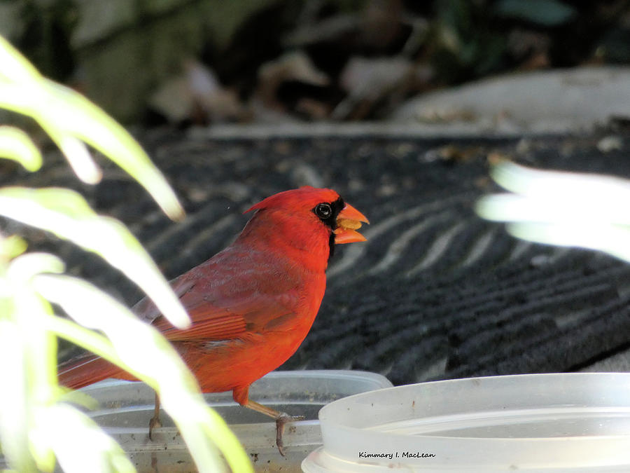 Lunch Time for the Cardinal Photograph by Kimmary I MacLean