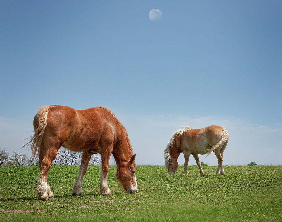 Animal Photograph - Lunch Time for This Pair of horses by David and Carol Kelly