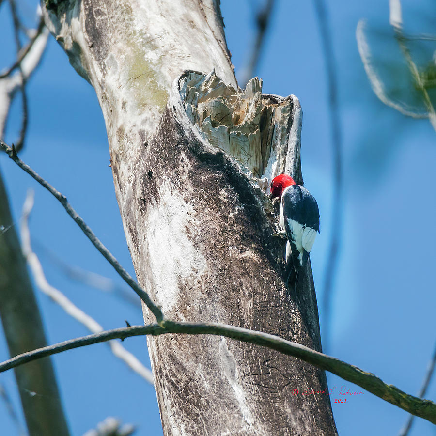 Lunch Time Red-headed Woodpecker Photograph by Ed Peterson