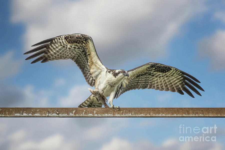 Osprey Photograph - Lunch by Warrena J Barnerd
